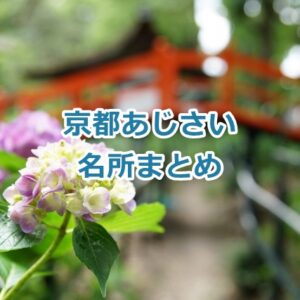 【2025年版】京都のあじさい名所ガイド｜三室戸寺を中心に見頃・アクセス・ライトアップなどまとめ