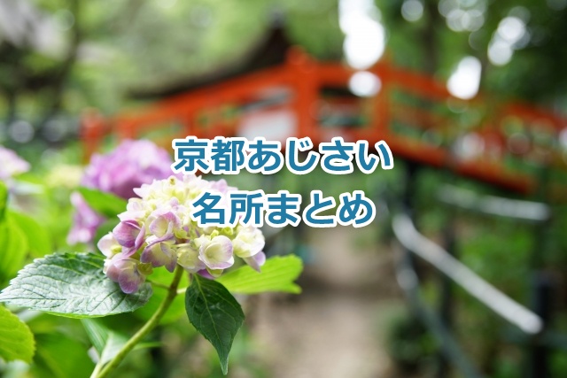 【2025年版】京都のあじさい名所ガイド｜三室戸寺を中心に見頃・アクセス・ライトアップなどまとめ