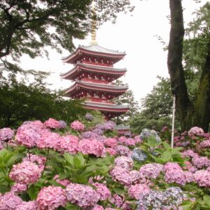 本土寺あじさい2025～開花状況と見頃時期・駐車場とアクセス・混雑情報