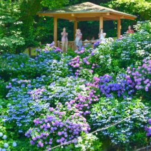 形原温泉あじさいの里～2025年あじさい祭りの開花状況と見頃・駐車場とライトアップ情報
