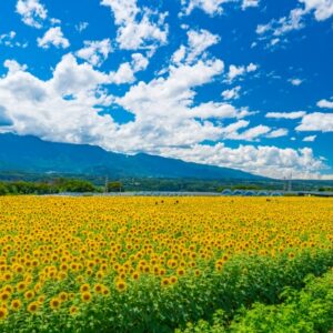 明野ひまわり畑サンフラワーフェス2025～開花状況・見頃・アクセス・イベント情報