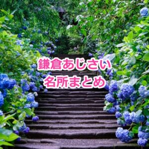 鎌倉のあじさい名所まとめ2025 ～見頃・アクセス・混雑情報ガイド