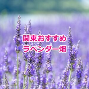 関東のおすすめラベンダー畑３選【2025年最新】
