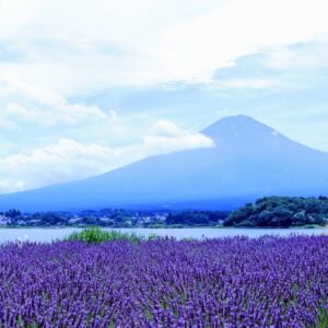 河口湖・大石公園ラベンダー2025～祭り・見頃・開花状況・アクセス・駐車場・混雑情報