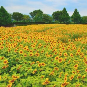 座間市ひまわりまつり2025～開花状況と見頃・アクセス・駐車場・イベント情報